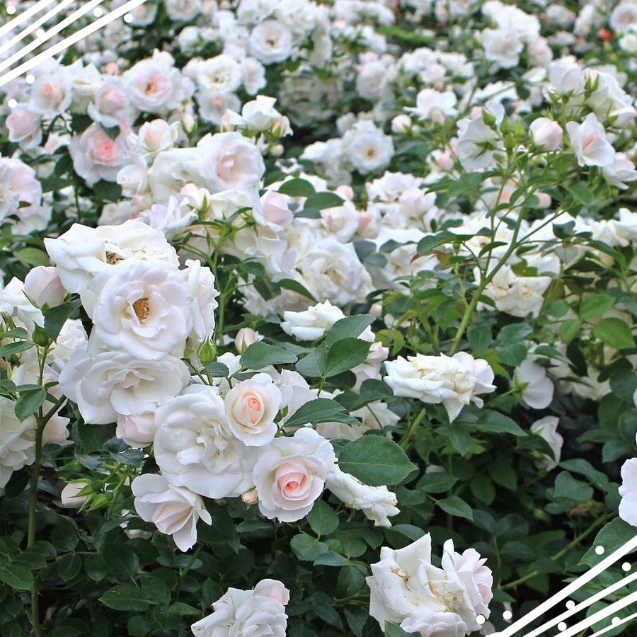 Sirius róże rabatowe